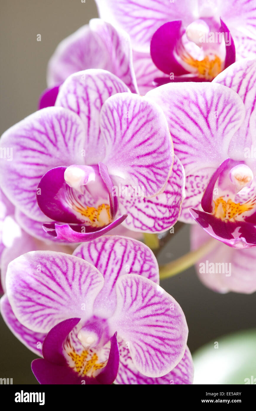 bluehende, Bluete, Blueten, Blume, Blumen, Botanik, close-up, Detail, Flora, Gynaecea, Gynaeceum, Gynoecea, Gynoeceum, innen, In Stock Photo