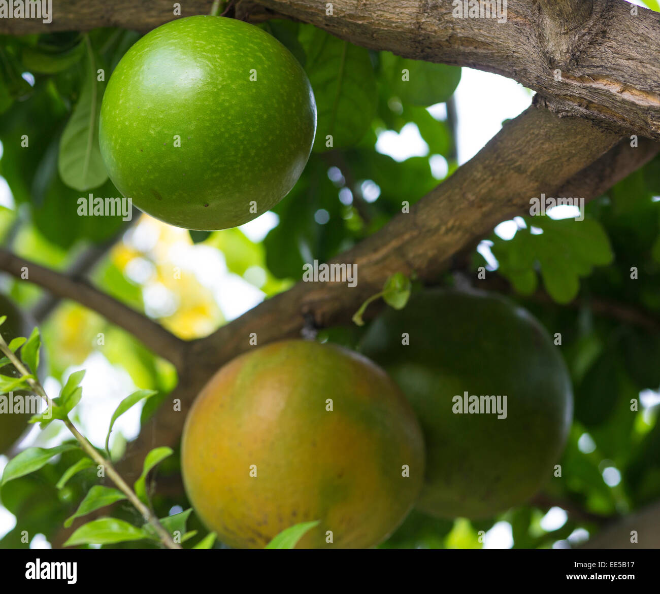Pamela tree with fruits,Indonesia Stock Photo