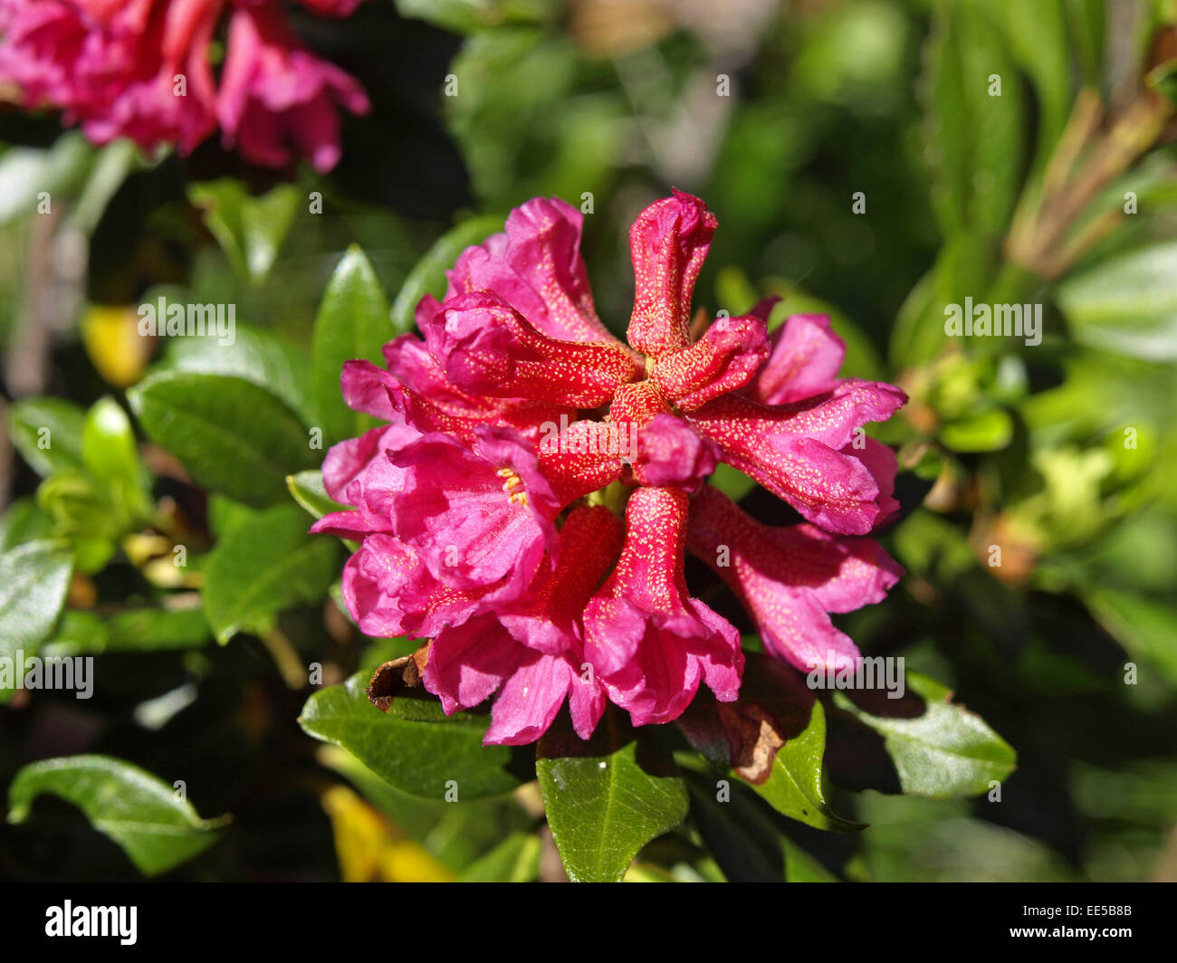 Alpenrose, Rhododendron, close-up, Natur, Vegetation, Botanik, Bergregion, Alpenblume, Blume, Stiel, Bluete, rosa, geschuetzt, N Stock Photo