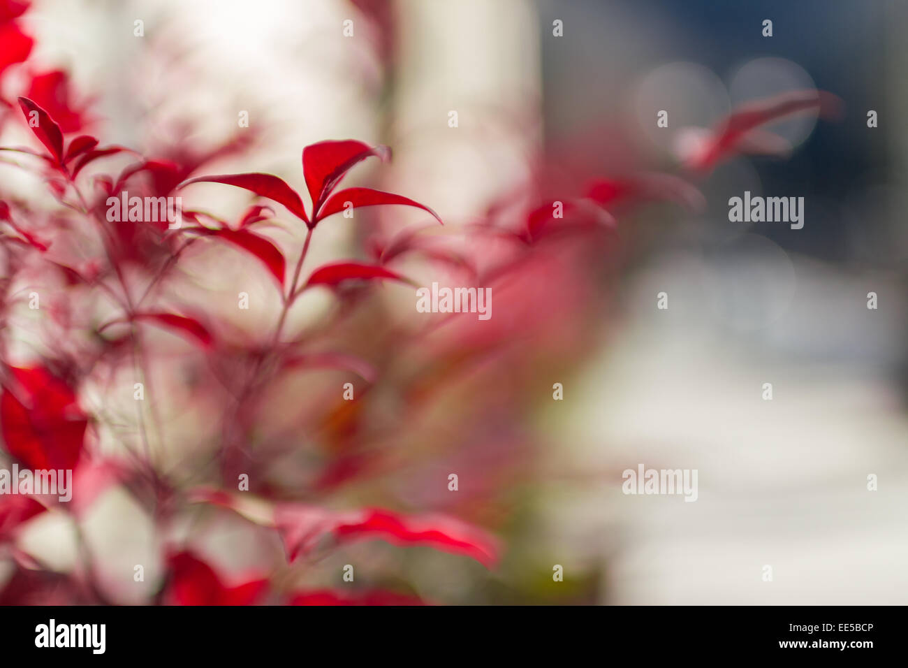 Extreme close-up of a decorative plant red. Stock Photo