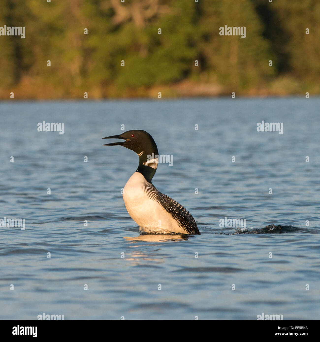 Loon calling in a lake, Lake of The Woods, Ontario, Canada Stock Photo ...