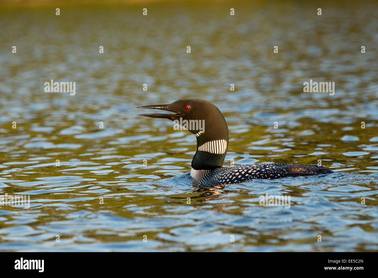 Loon calling in a lake, Lake of The Woods, Ontario, Canada Stock Photo ...