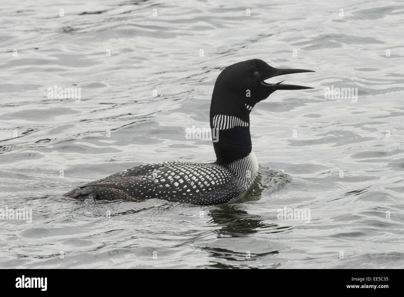 Loon calling in a lake, Lake of The Woods, Ontario, Canada Stock Photo ...