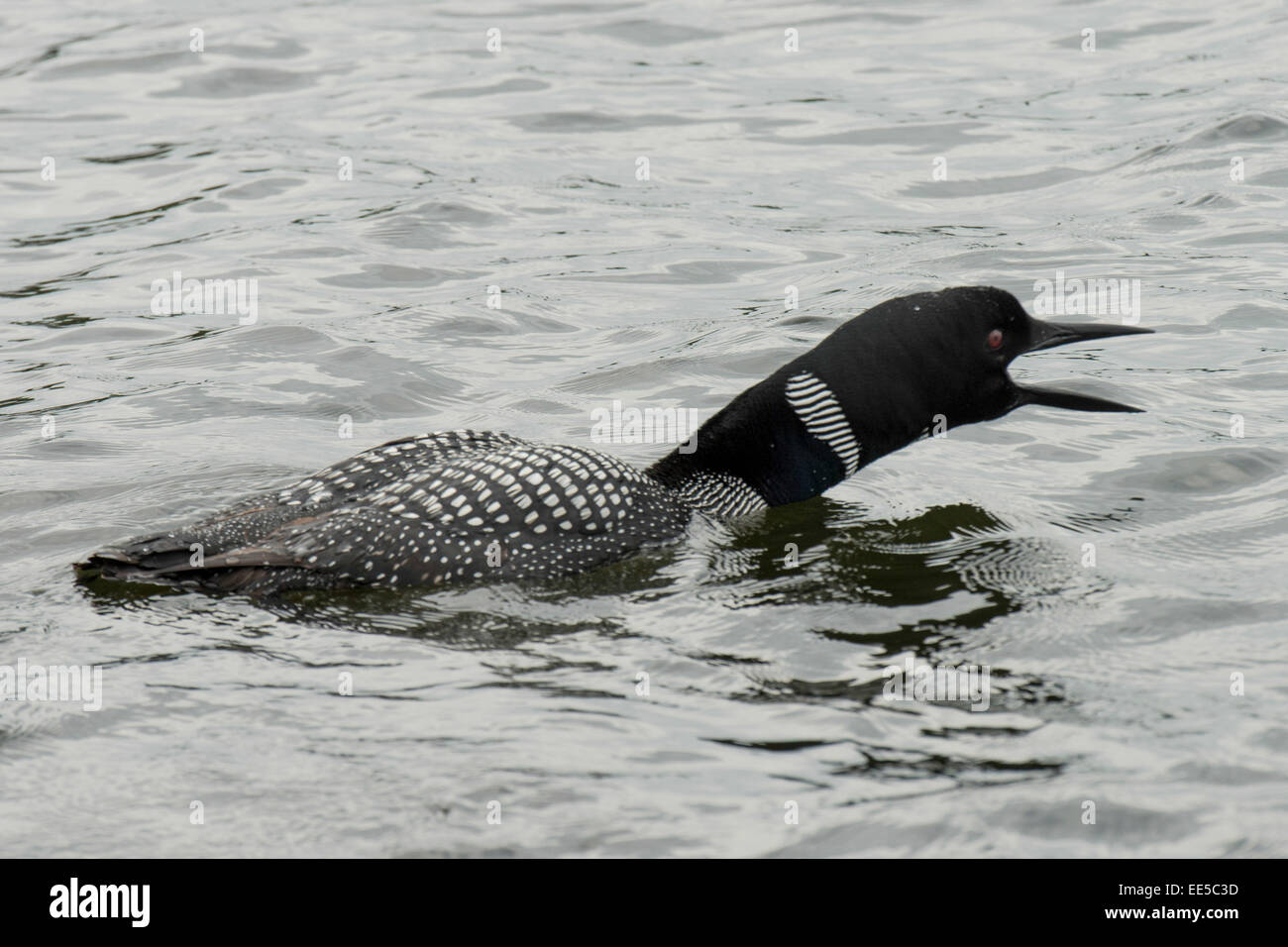 Loon calling in a lake, Lake of The Woods, Ontario, Canada Stock Photo ...