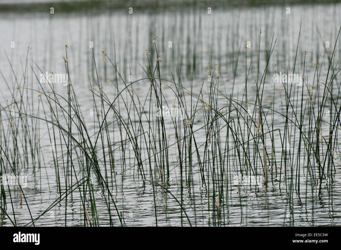 Reed in a lake, Lake of The Woods, Ontario, Canada Stock Photo Alamy