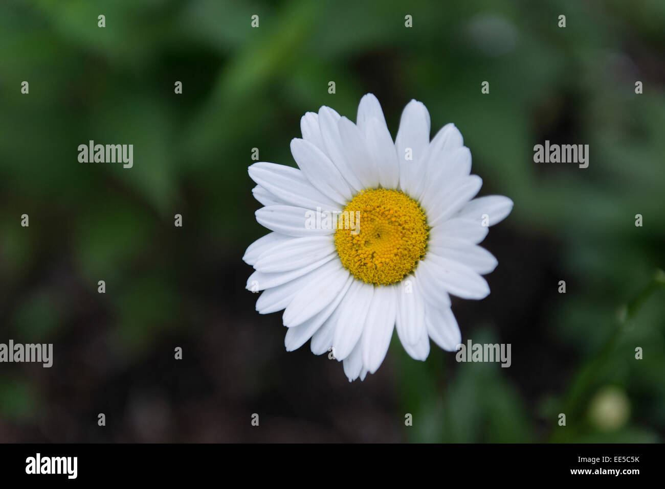 Daisy keith hires stock photography and images Alamy