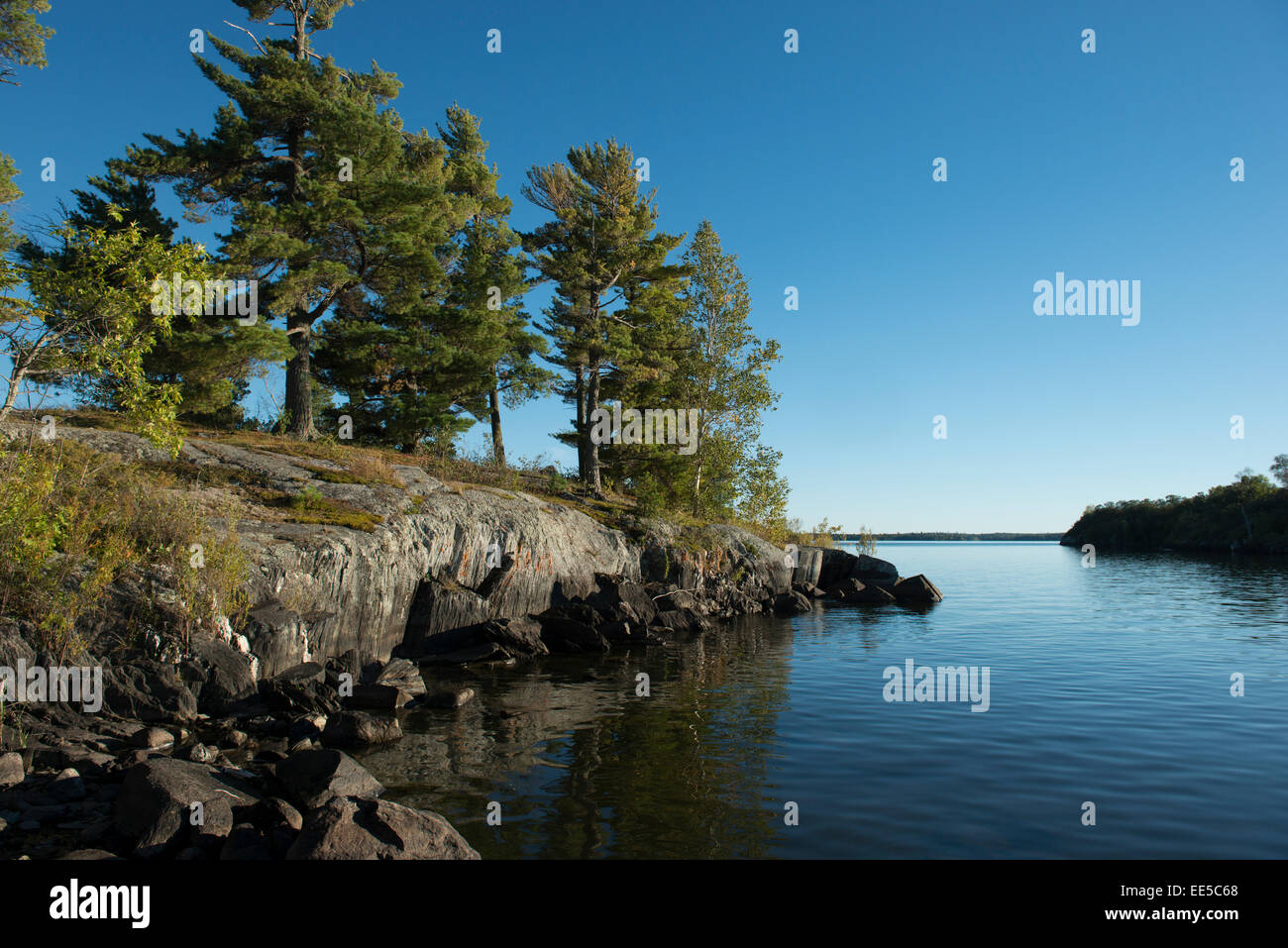 Evergreen Trees on the coast in a lake, Kenora, Lake of The Woods