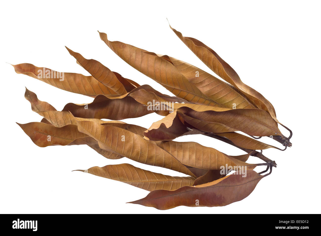 Dry Mango leaves isolated on white background and clipping path Stock