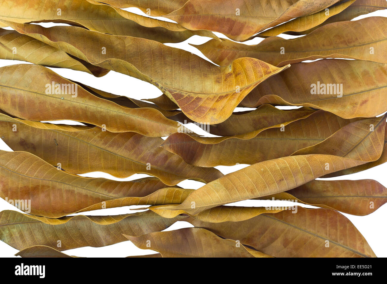 Nature background of dry mango leaves Stock Photo Alamy