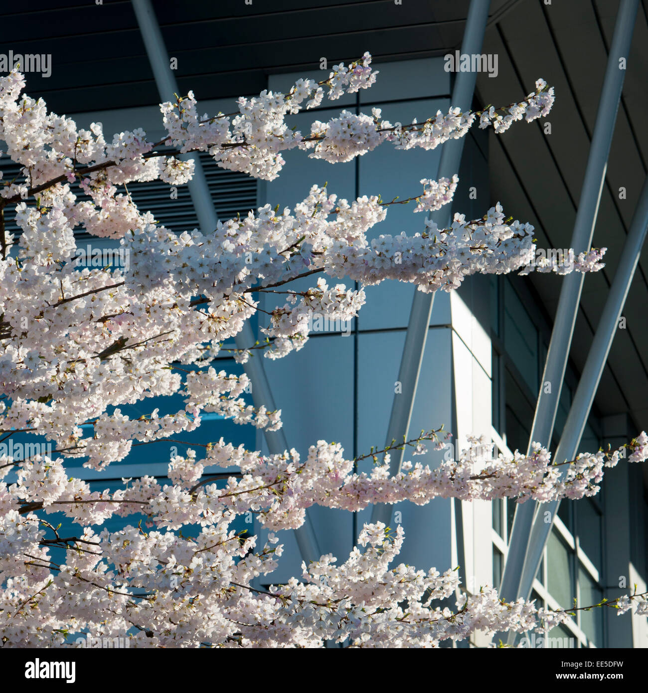 Cherry blossoms in front of a modern glass building, Vancouver, British ...