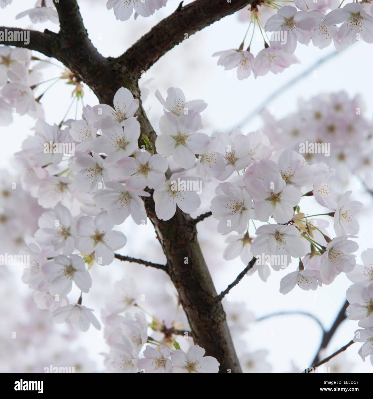 White cherry blossoms, Vancouver, British Columbia, Canada Stock Photo