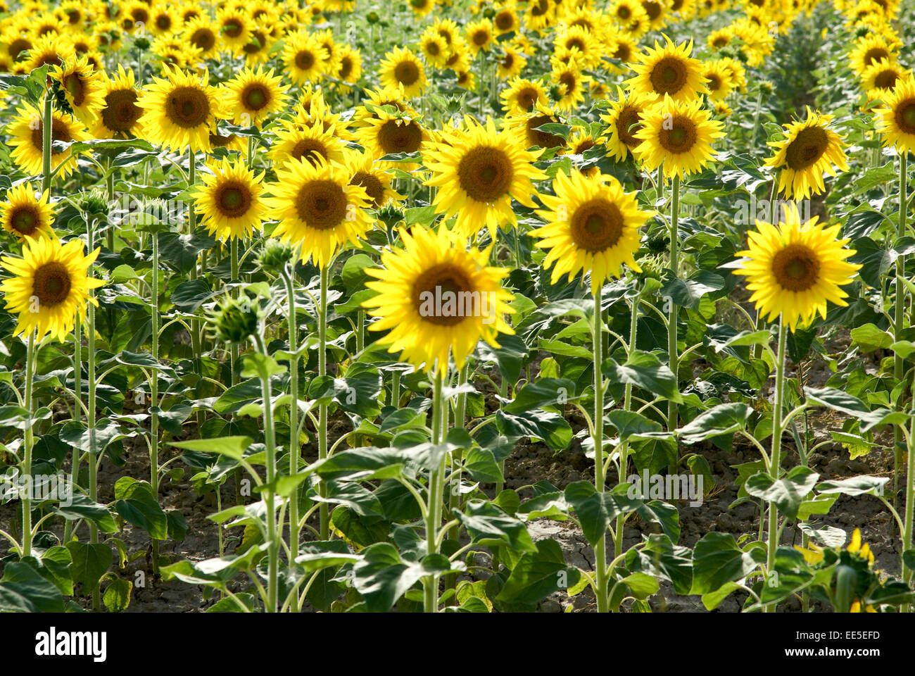 Sunflower field. Photographed in Provence, France Stock Photo Alamy