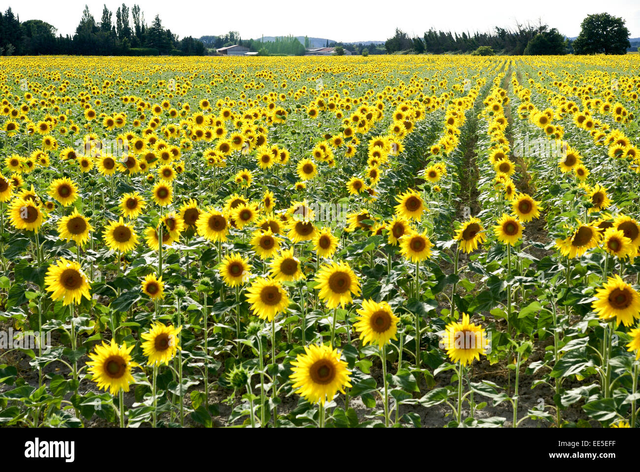 Sunflower field. Photographed in Provence, France Stock Photo Alamy