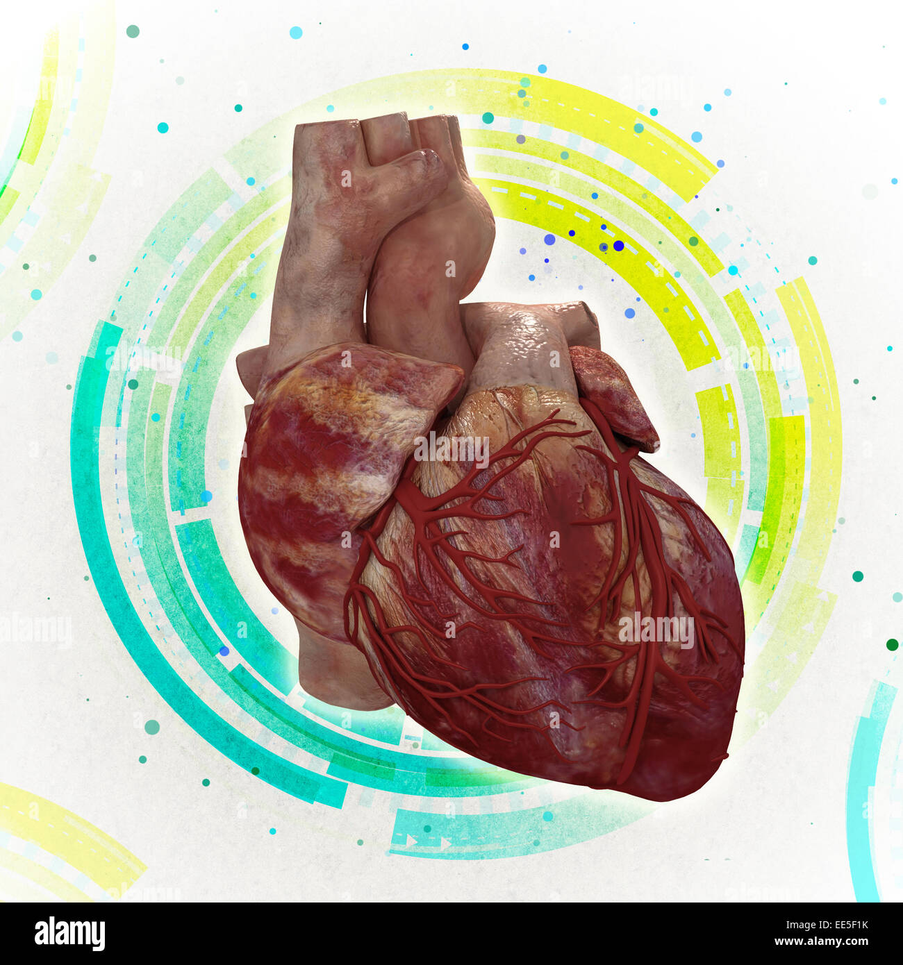 3d rendered medical illustration of a human heart Stock Photo - Alamy