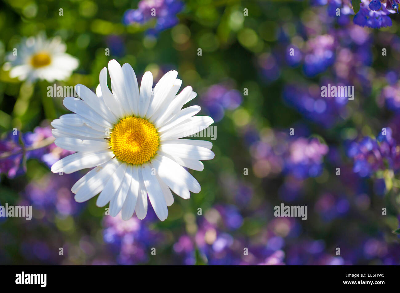 Close up flowers Stock Photo