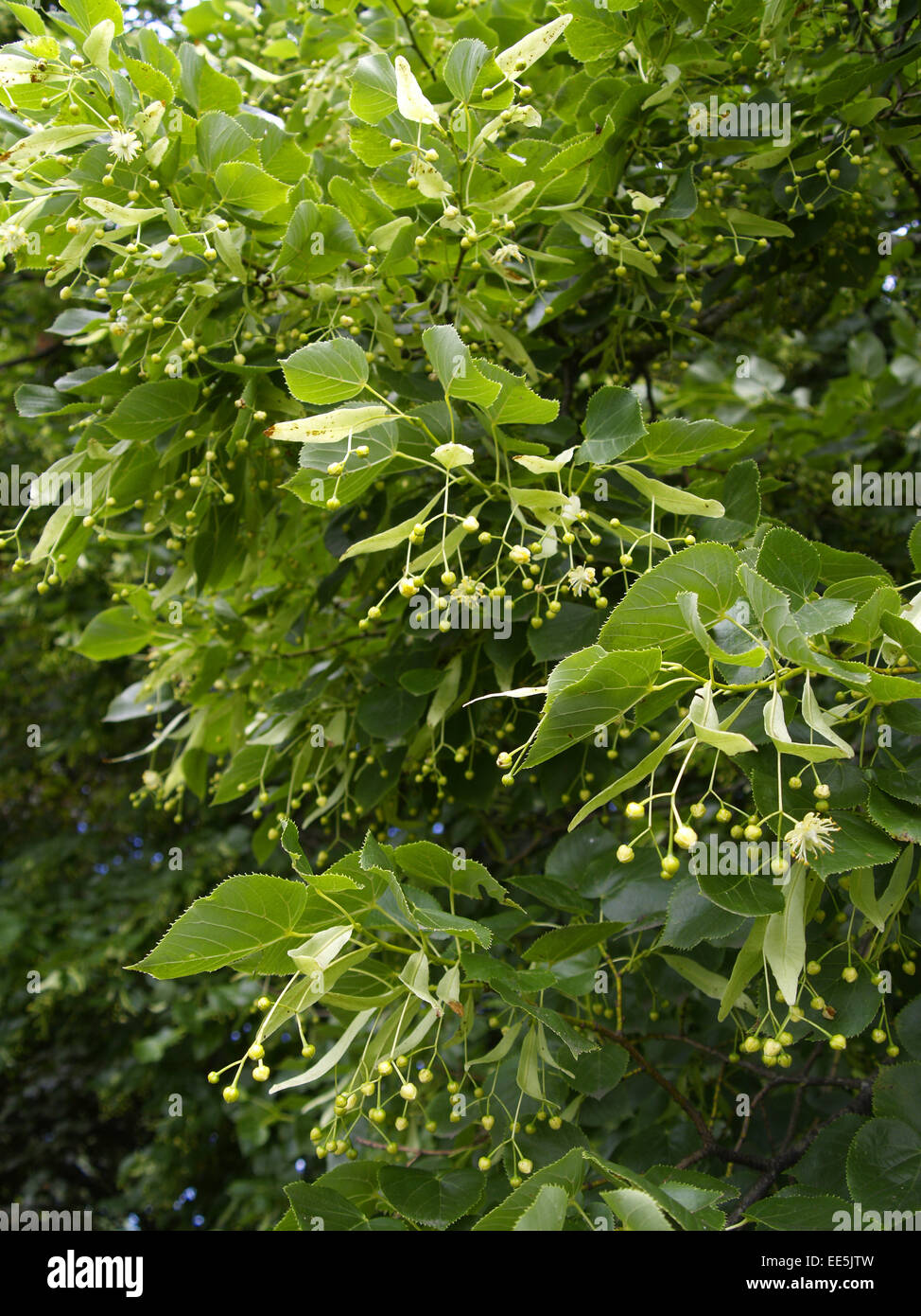 Winterlinde, Tilia cordata, Zweig, Detail, Bluete, Baeume, Baum, Linde,  Linden, Blaetter, Blueten, bluehen, gruen, Pflanze, Heil Stock Photo - Alamy