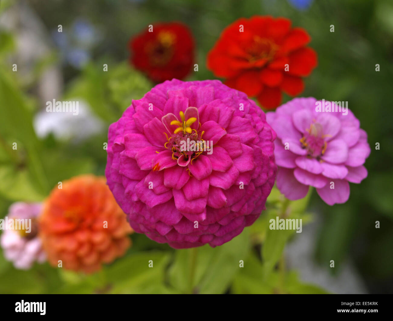 Bluete, Bluetenblaetter, Blume, Blumen, Sommer, Zinienblueten, bluehen, bunt, farbig, Zinie, Zinien Stock Photo