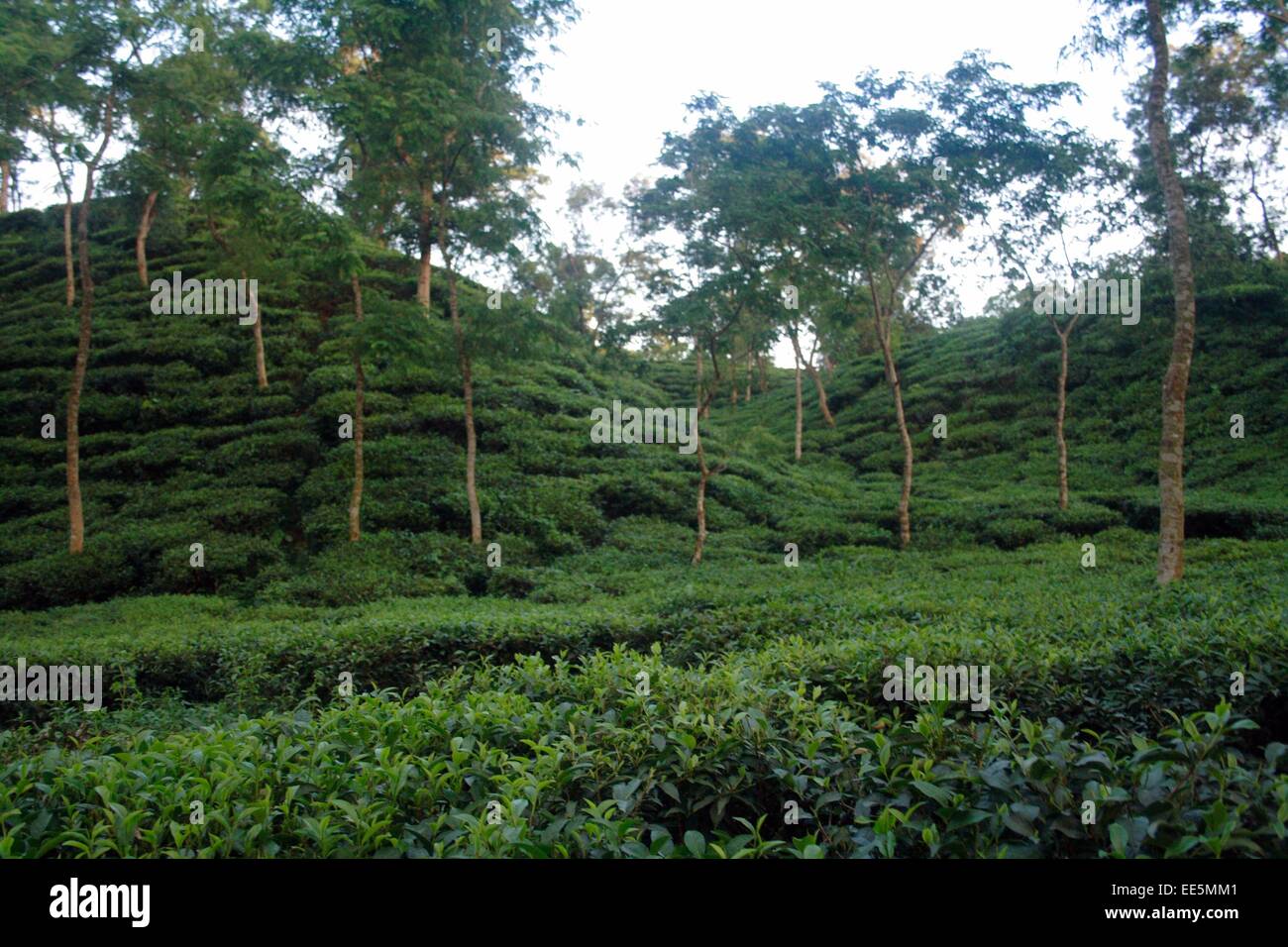 Tea garden sylhet Bangladesh Stock Photo
