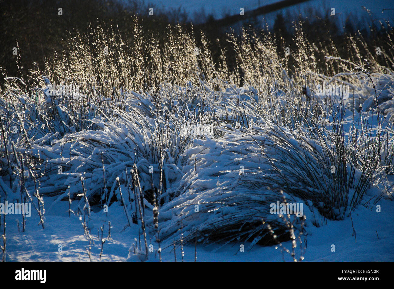 Builth Wells, Powys, Wales, UK. 14th January, 2015. The rising sun starts to melt the snow last nights snowfall.  Credit:  Graham M. Lawrence/Alamy Live News. Stock Photo