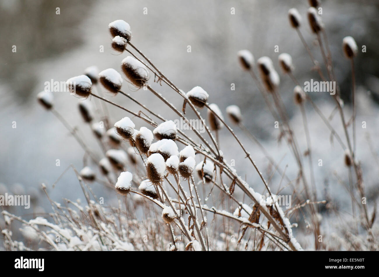 Builth Wells, Powys, Wales, UK. 14th January, 2015. Teasels covered with snow after last nights snowfall. Credit:  Graham M. Lawrence/Alamy Live News. Stock Photo