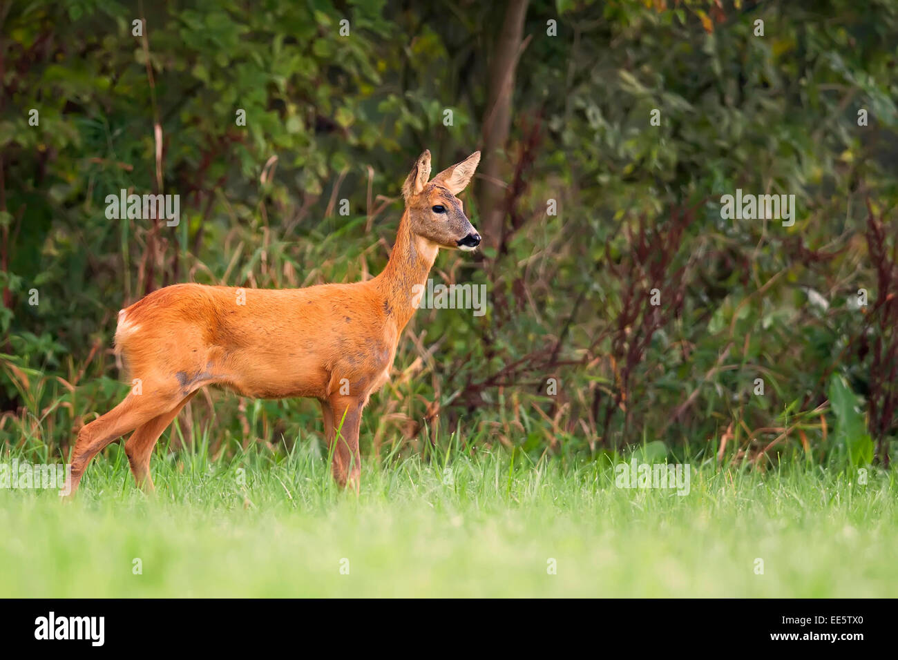 Roe-deer in the wild, in the forest Stock Photo