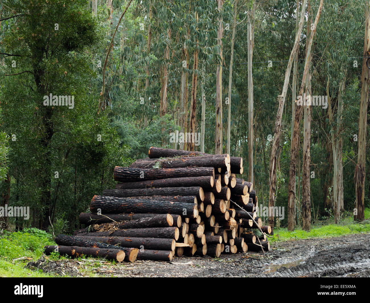 Stacks of cut wood logs in a forest Stock Photo Alamy