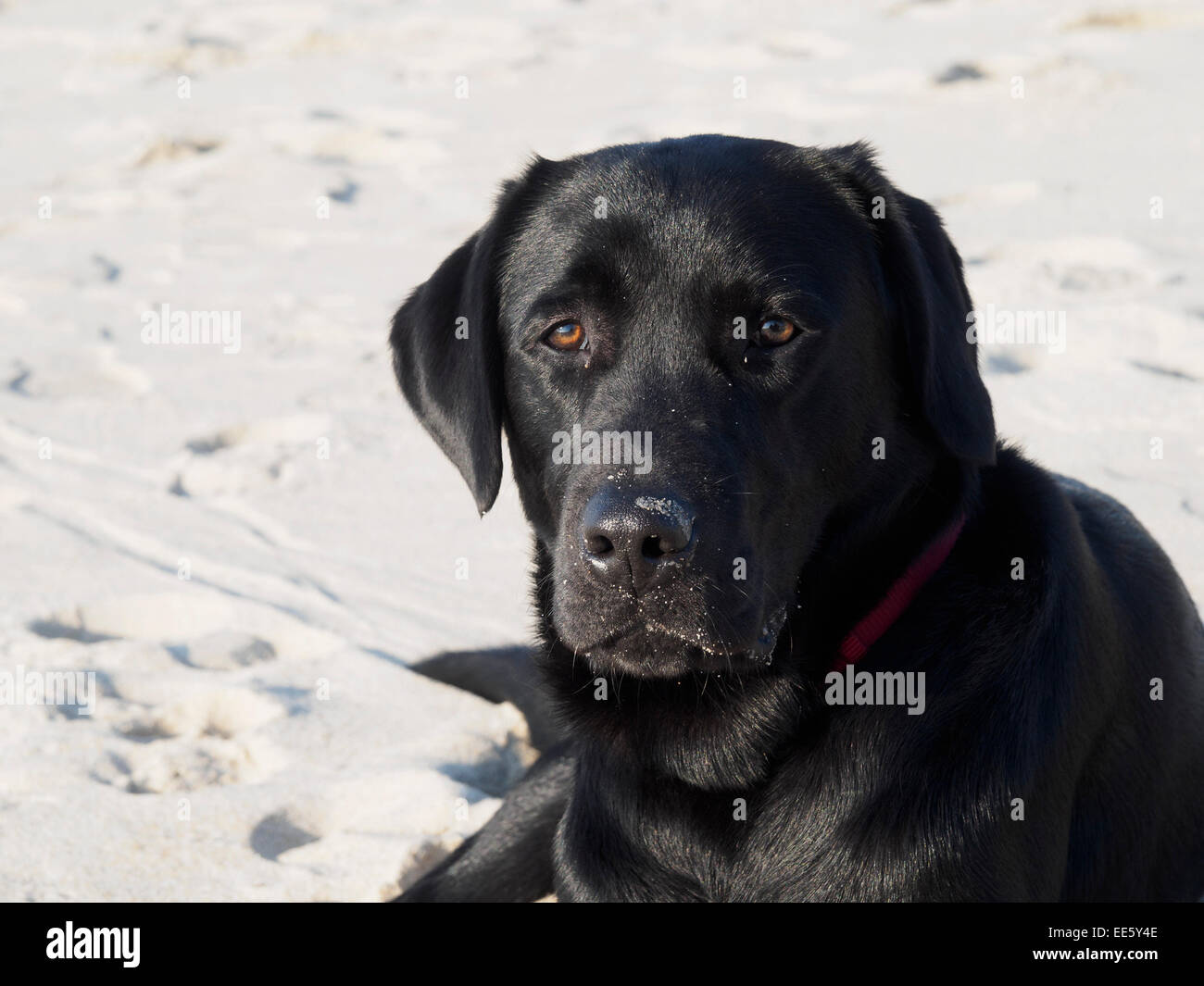Black Labrador Retriever dog lying down at the beach with sand on his nose and snout Stock Photo