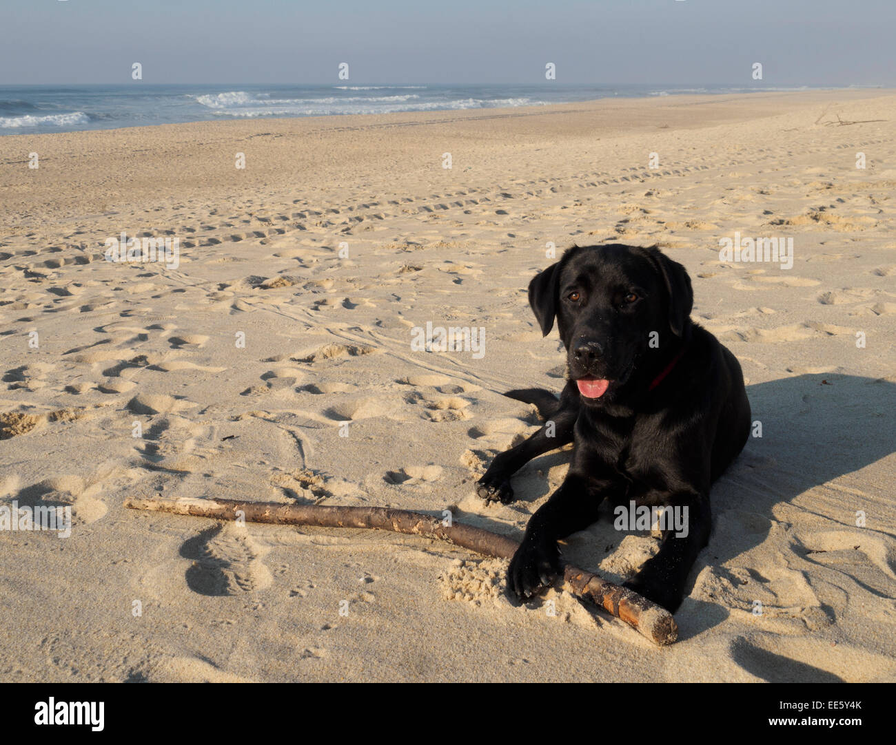 Black Labrador Retriever dog lying down at the beach with a stick in its mouth Stock Photo