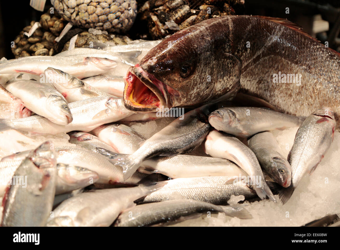 Venice Rialto Market, fresh fish on a stall in the renowned early