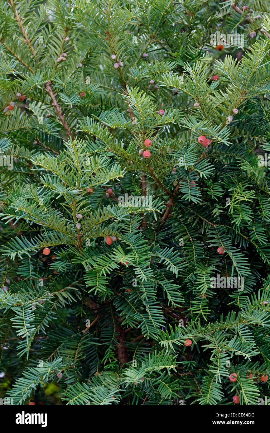 English yew (Taxus baccata) Stock Photo