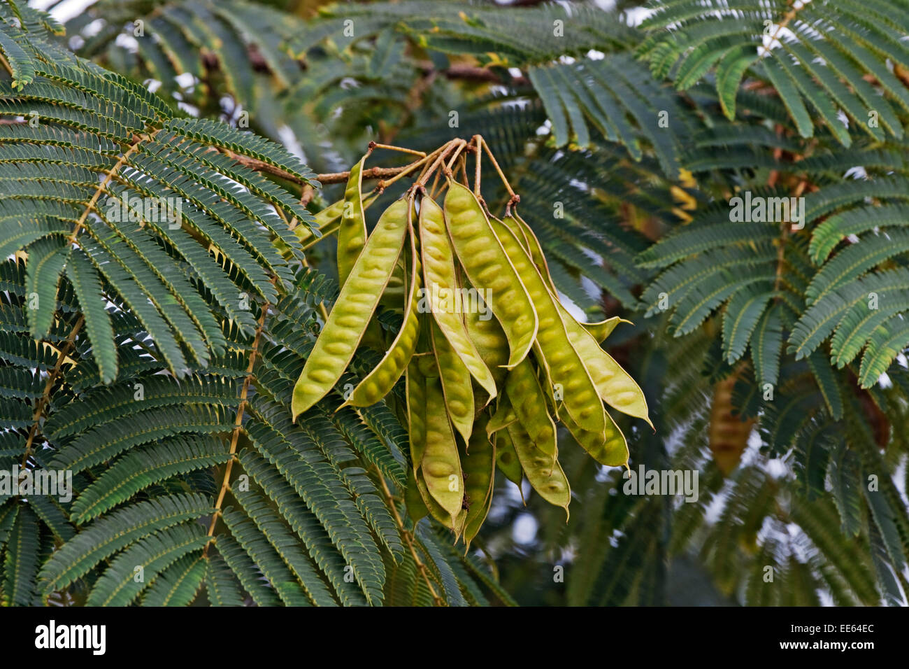 Silktree (Albizia julibrissin) Stock Photo