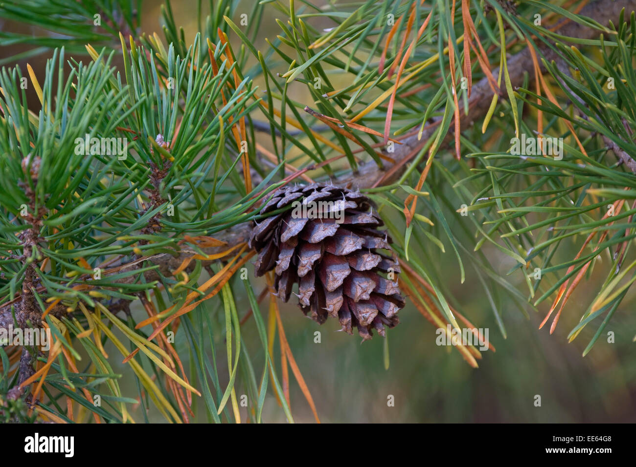 Loblolly pine (Pinus taeda) Stock Photo