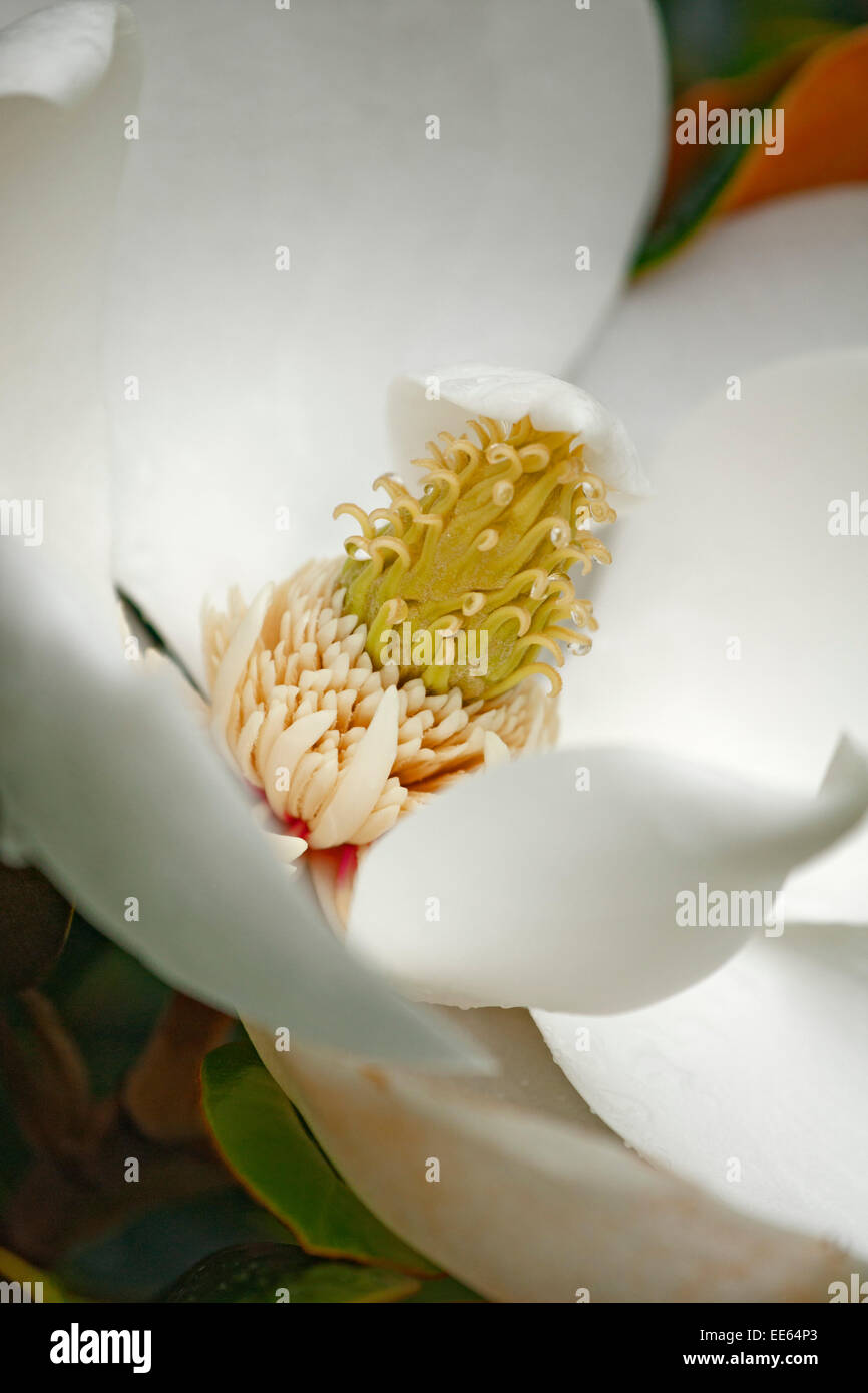 Southern Magnolia (Magnolia grandiflora) Stock Photo