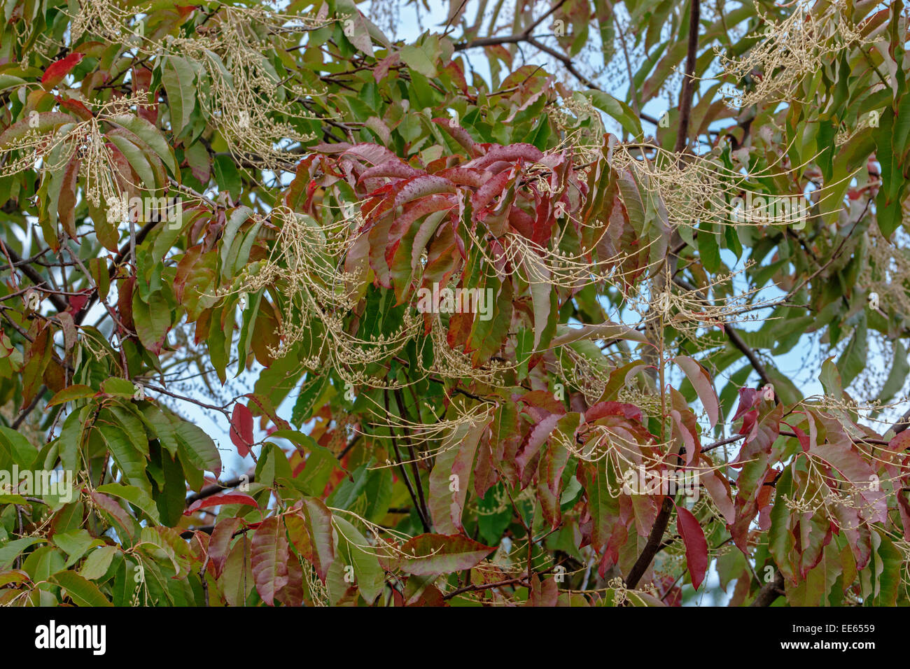 Sourwood (Oxydendrum arboreum) Stock Photo