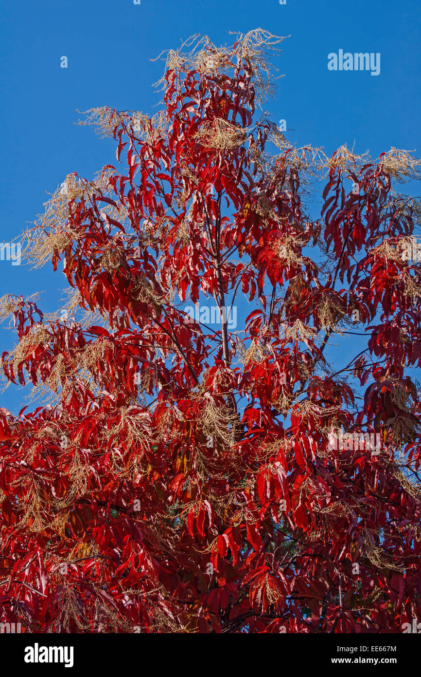 Sourwood (Oxydendrum arboreum). Called Lily-of-the-Valley, Sorreltree also. Stock Photo