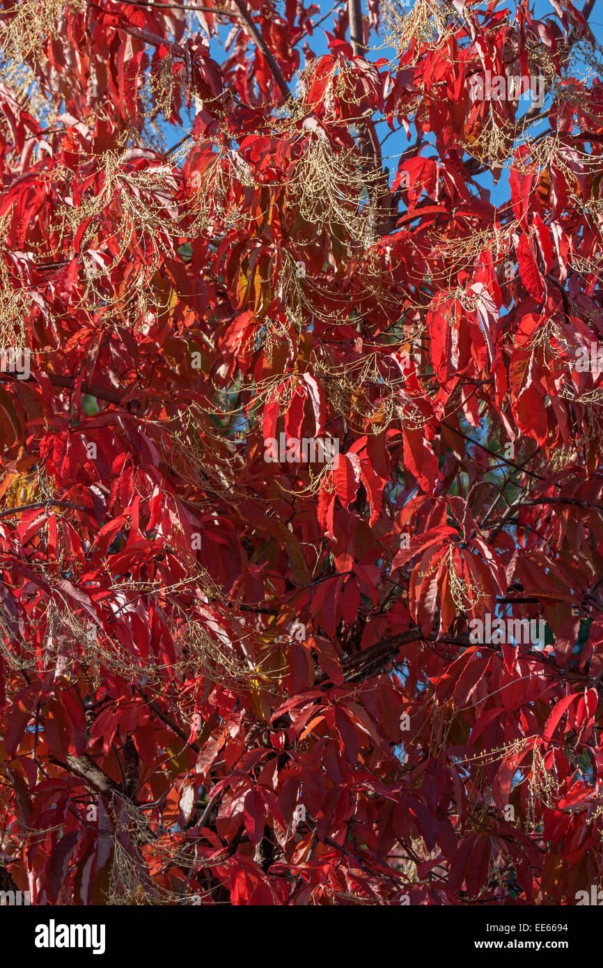 Sourwood (Oxydendrum arboreum) Stock Photo