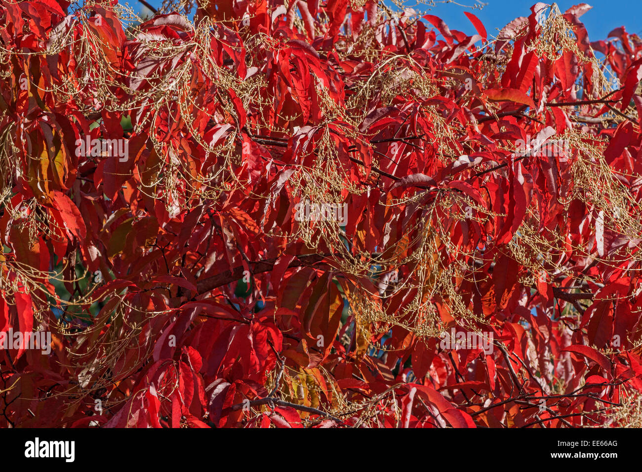 Sourwood (Oxydendrum arboreum) Stock Photo