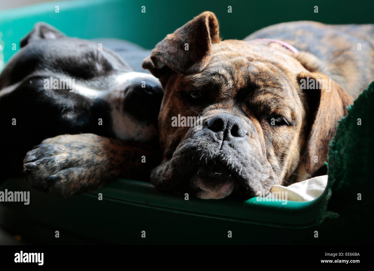 Let sleeping Dogs Lie. Stock Photo