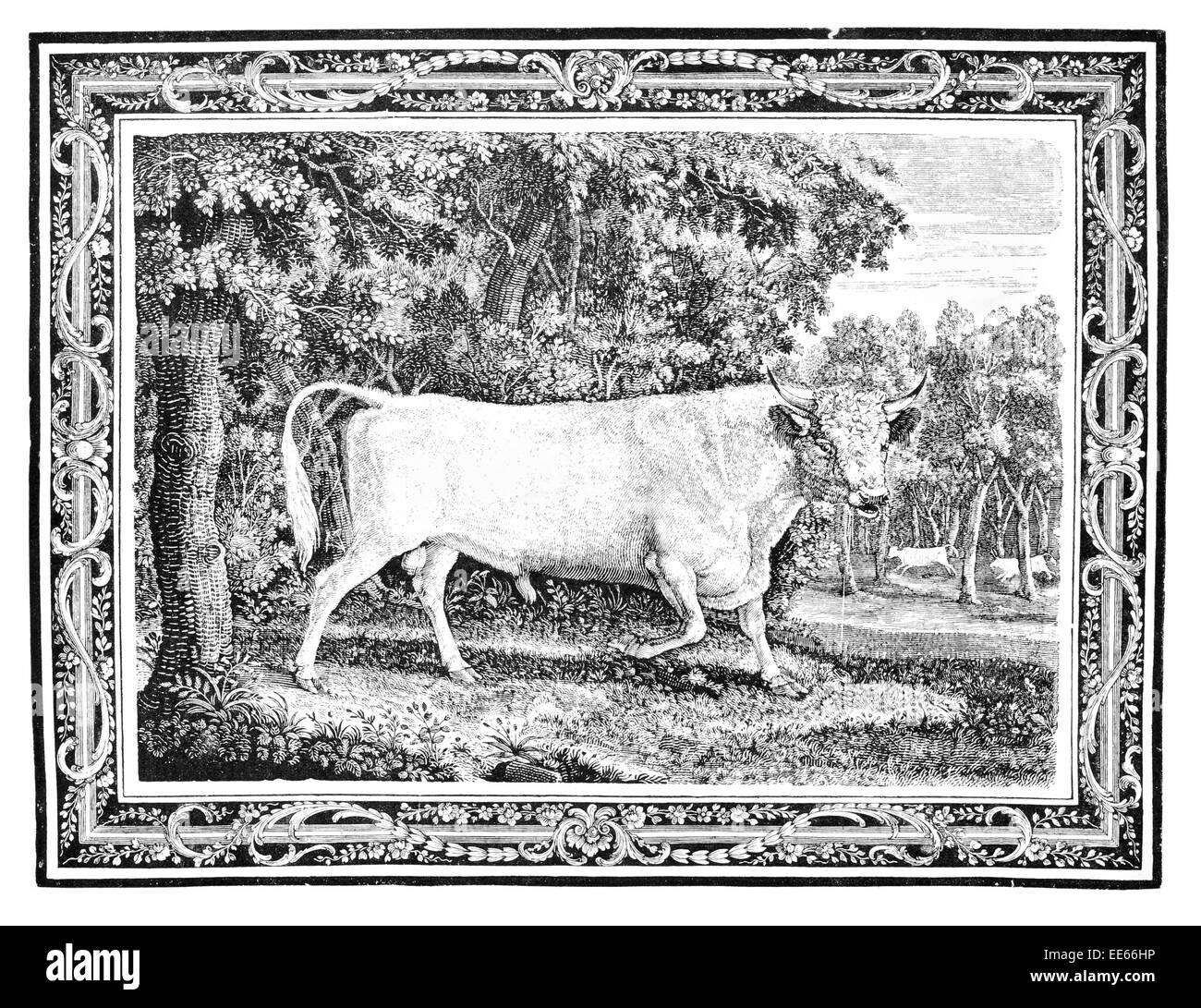 Chillingham Bull cattle castle Northumberland England grazing horns horn animal British beef Thomas Bewick pasture oak tree Stock Photo