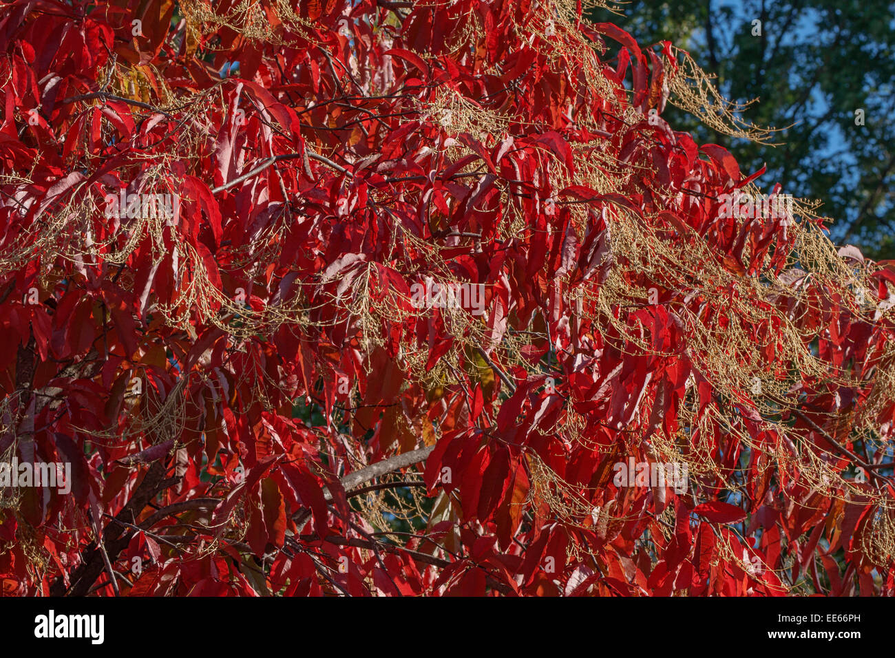Sourwood (Oxydendrum arboreum) Stock Photo