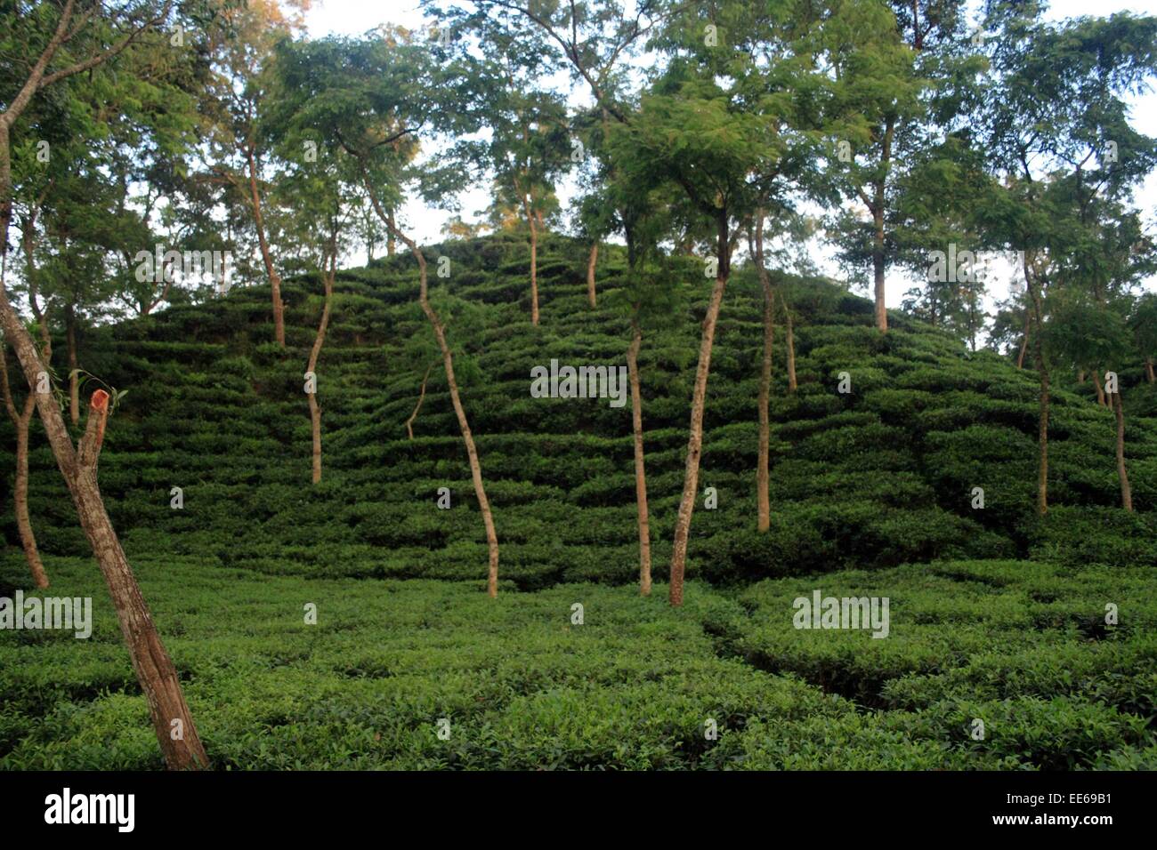 Tea garden sylhet Bangladesh Stock Photo