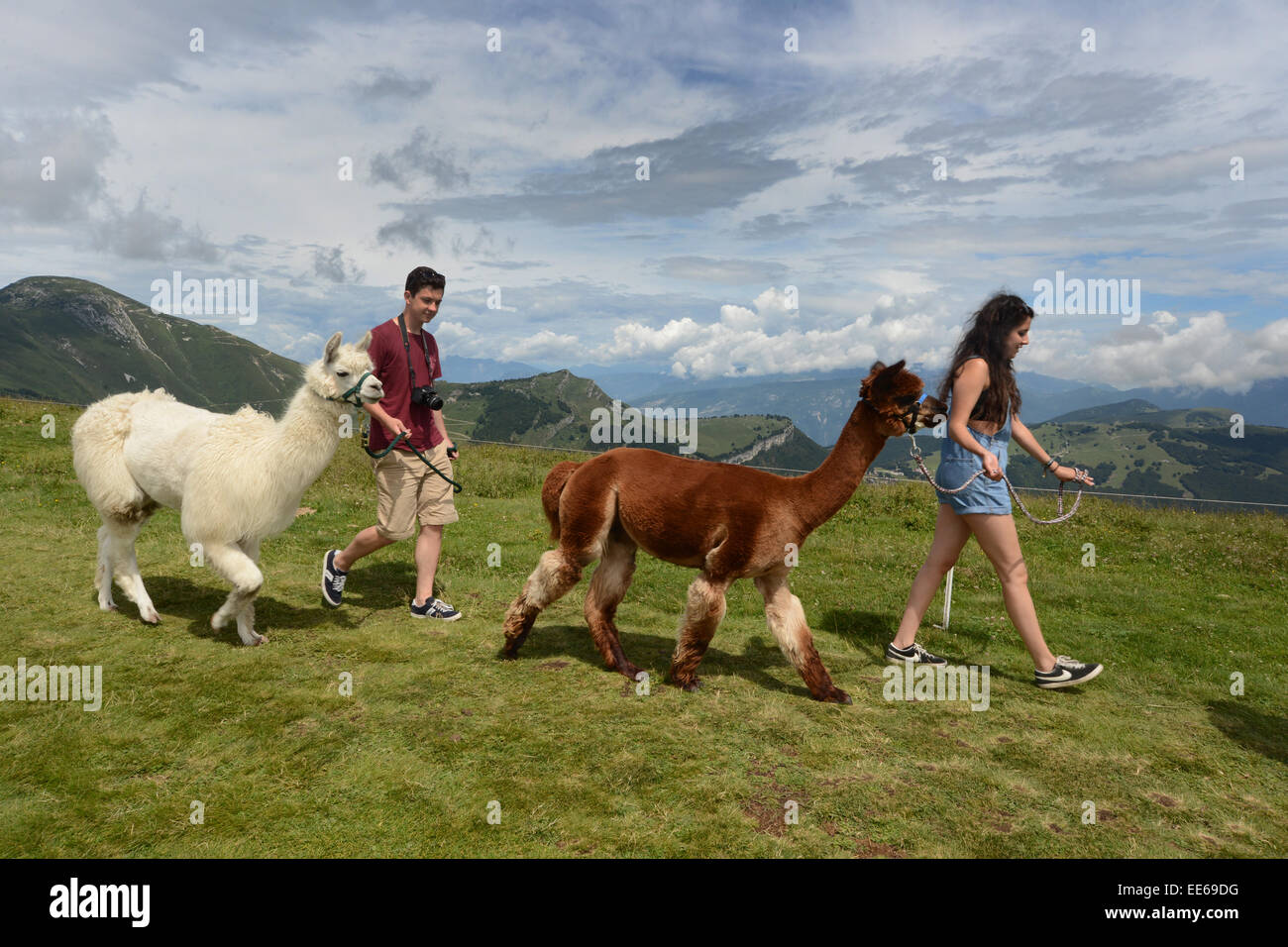 Llamas walk with tourists across Monte Baldo near Lake Garda, Italy Stock Photo