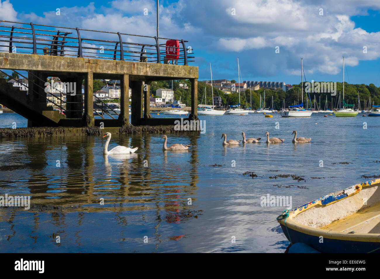 Swan and Cygnets in Saltash Cornwall England UK Stock Photo