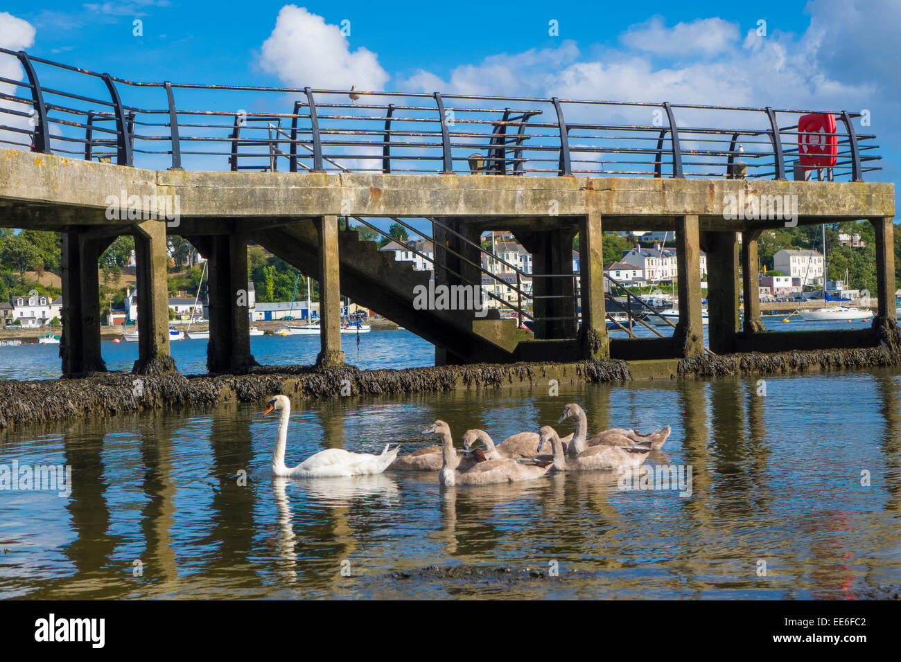 Swan and Cygnets in Saltash Cornwall England UK Stock Photo