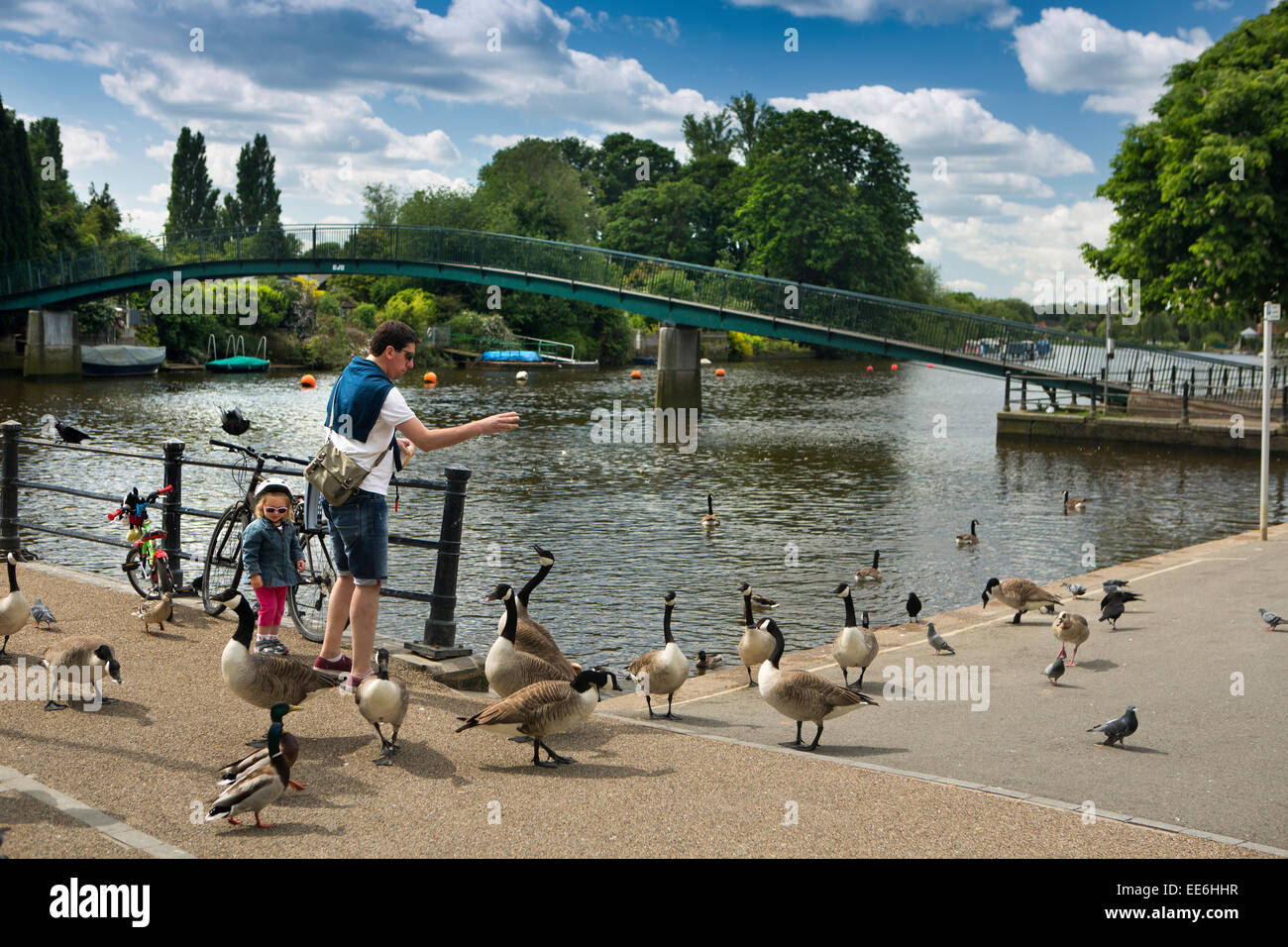 UK, London, Twickenham, father and children feeding ducks and geese beside River Thames Stock Photo