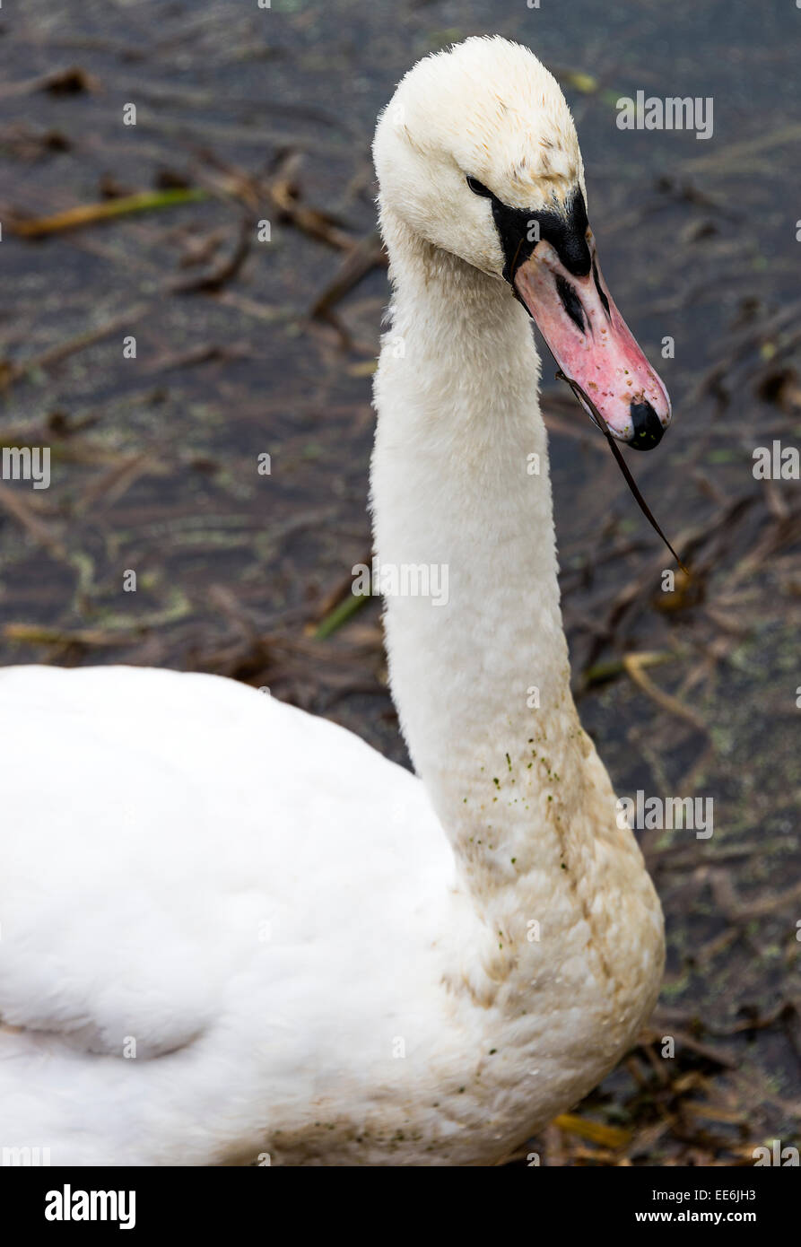Female Mute Swan Feeding on a Pond at Fairburn Ings near Castleford