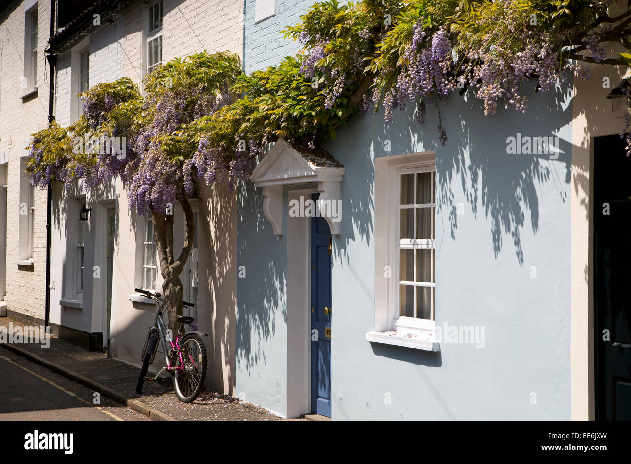 Twickenham, Ferry Road, wisteria hung terraced cottages Stock Photo