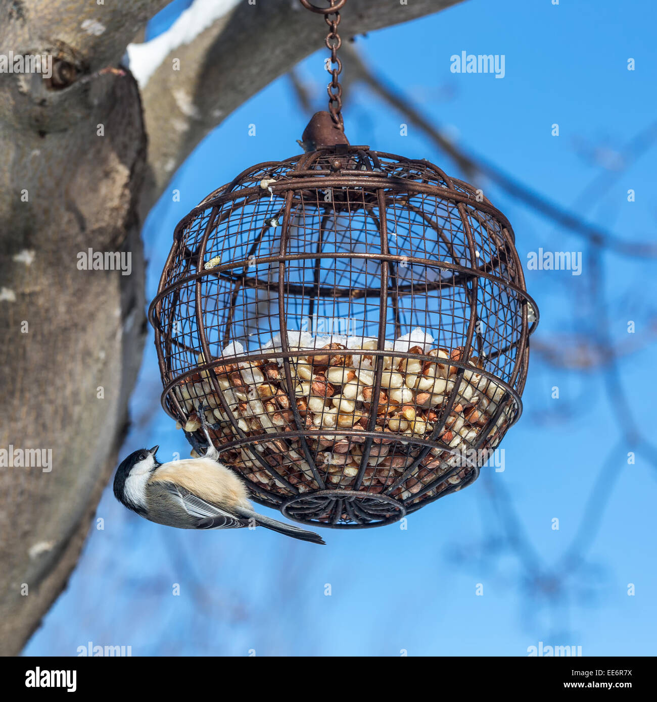 Nut Feeder Stock Photos Nut Feeder Stock Images Alamy