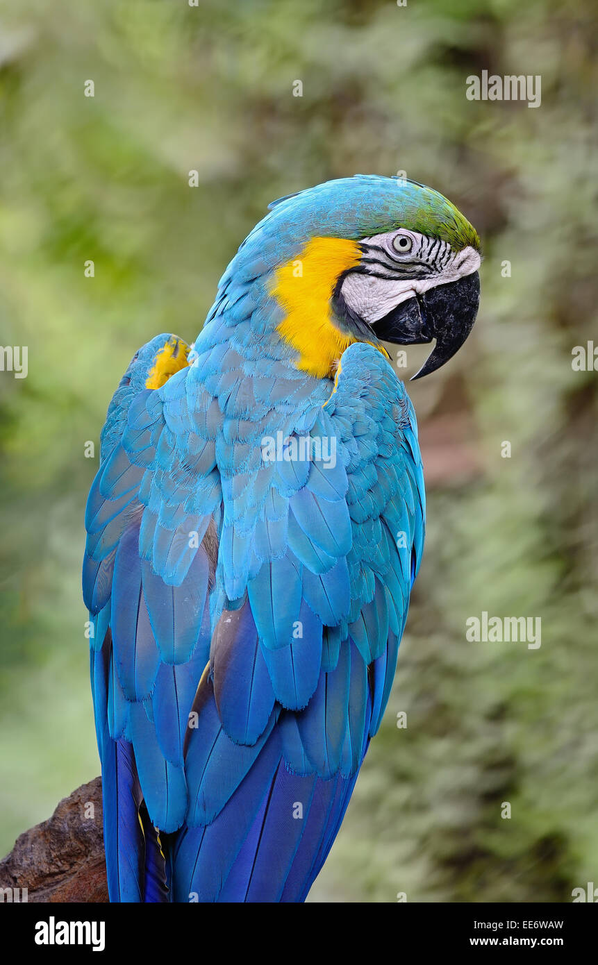 Colorful Blue and Gold Macaw aviary, back profile Stock Photo