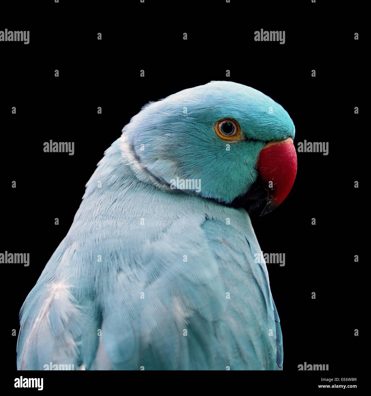 Blue bird, Blue Ring-necked Parakeet,  face profile Stock Photo
